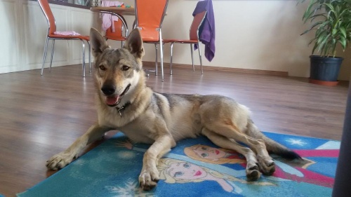 Dog Photo