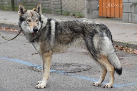 Dog Photo