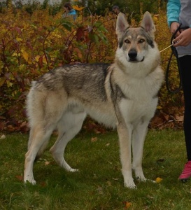 Dog Photo