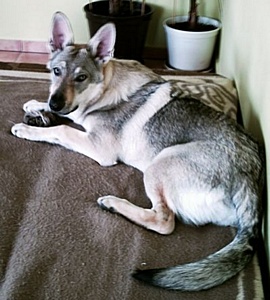 Dog Photo