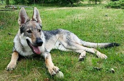 Dog Photo