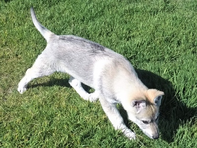 Dog Photo