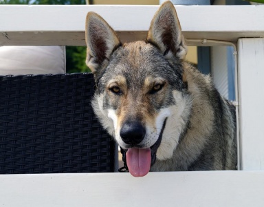 Dog Photo