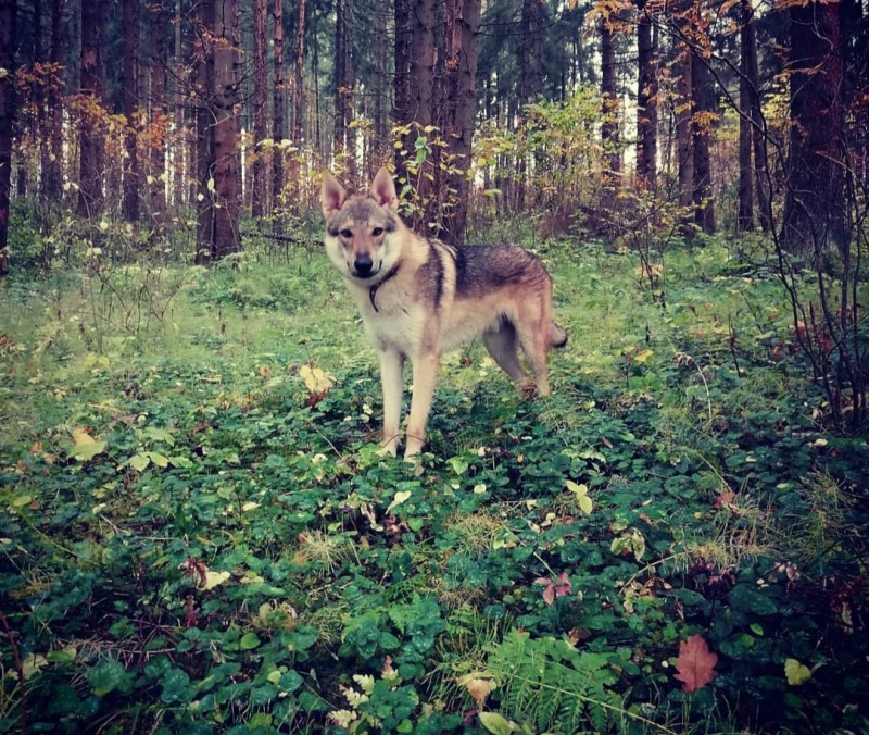 Dog Photo