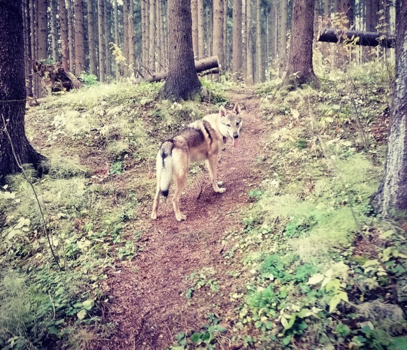 Dog Photo