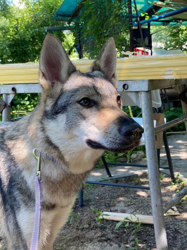 Dog Photo