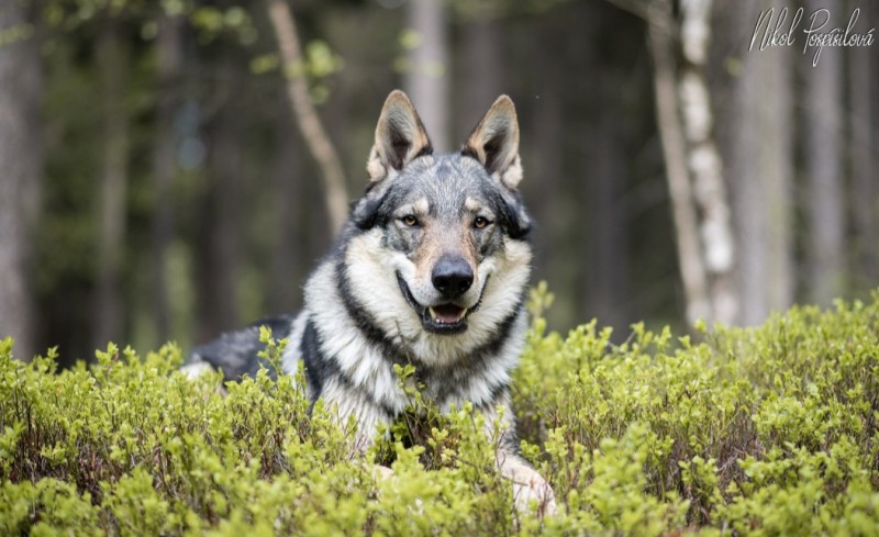 Dog Photo