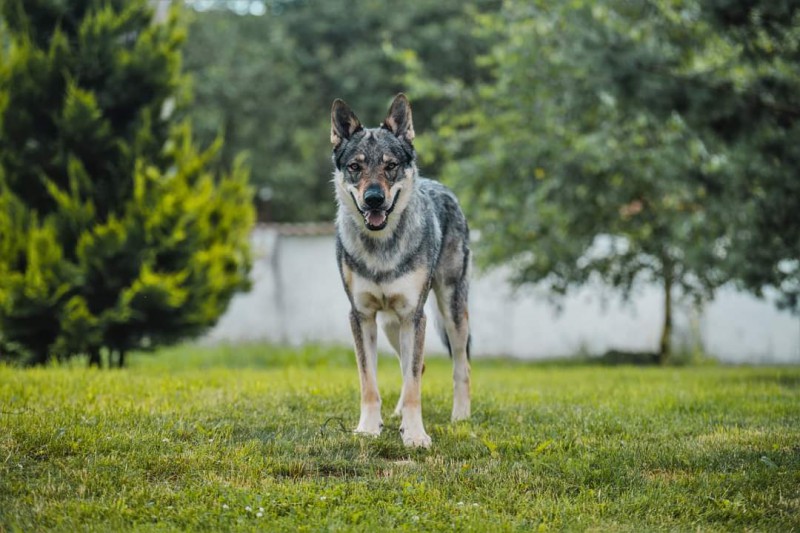 Dog Photo