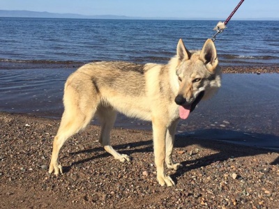 Dog Photo