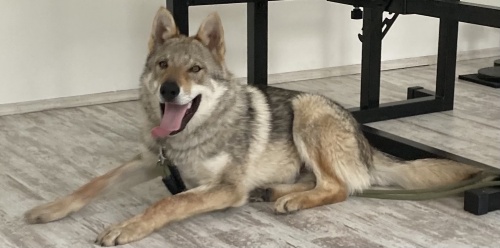 Dog Photo
