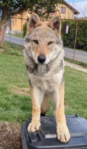 Dog Photo