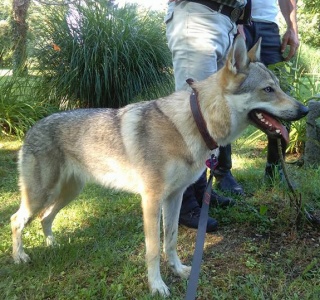 Dog Photo