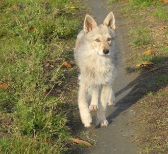 Dog Photo