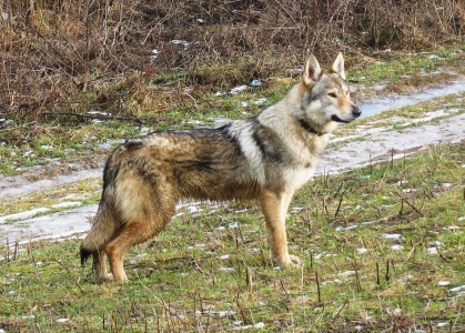 Dog Photo