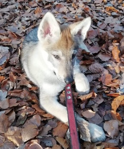Dog Photo