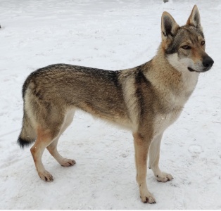 Dog Photo