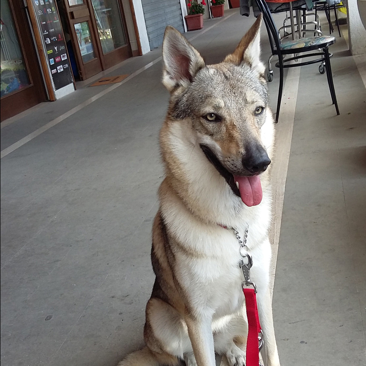 Dog Photo
