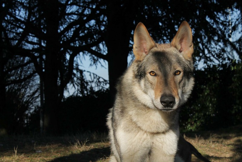 Dog Photo