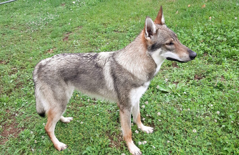 Dog Photo