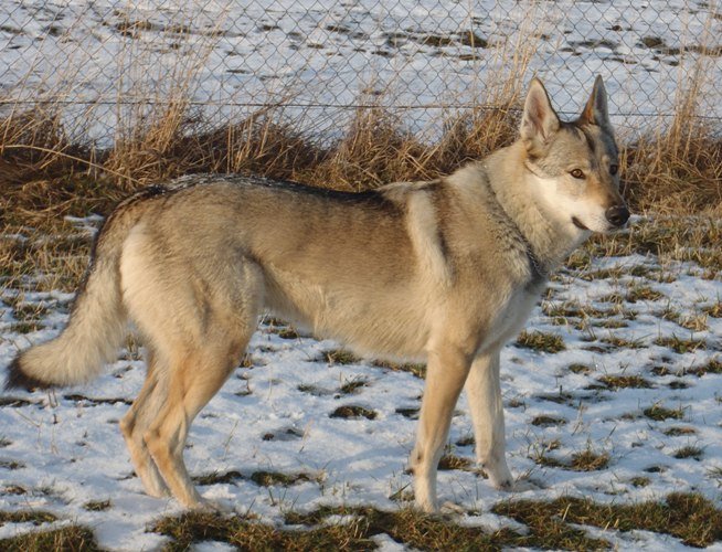 Dog Photo