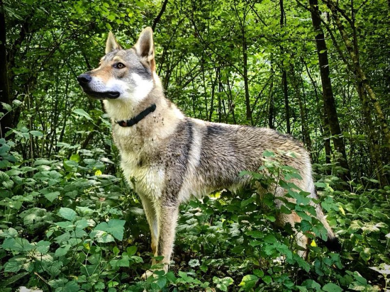 Dog Photo