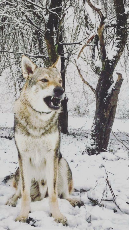 Dog Photo