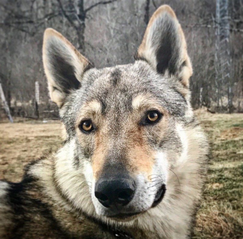 Dog Photo
