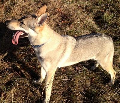 Dog Photo