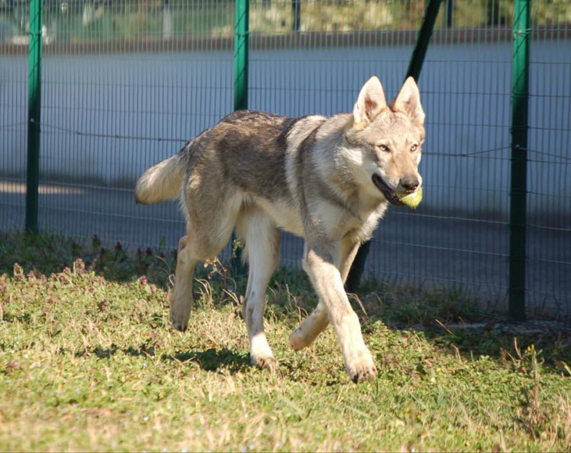 Dog Photo