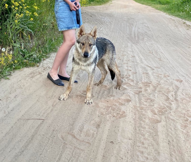Dog Photo