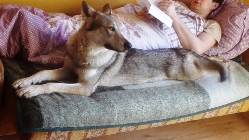 Dog Photo