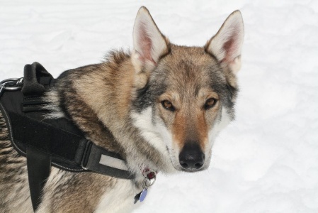 Dog Photo