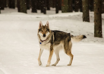 Dog Photo