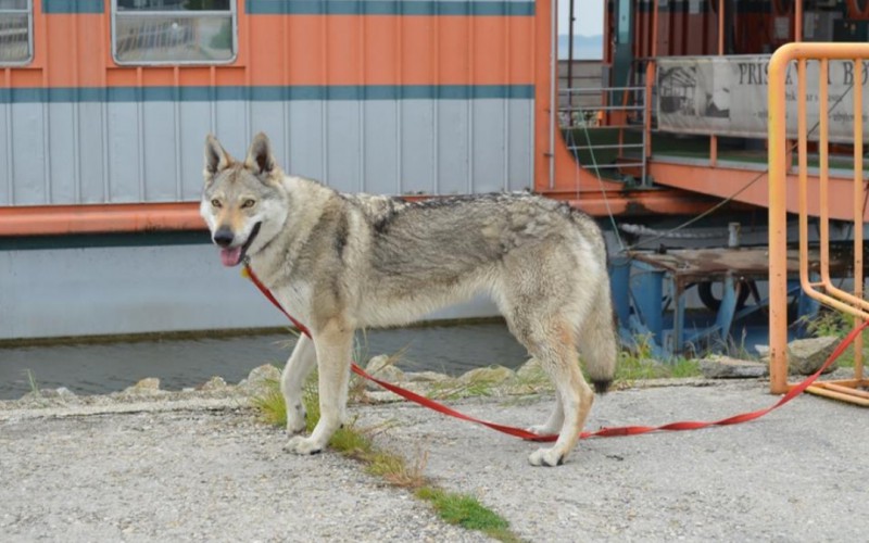 Dog Photo