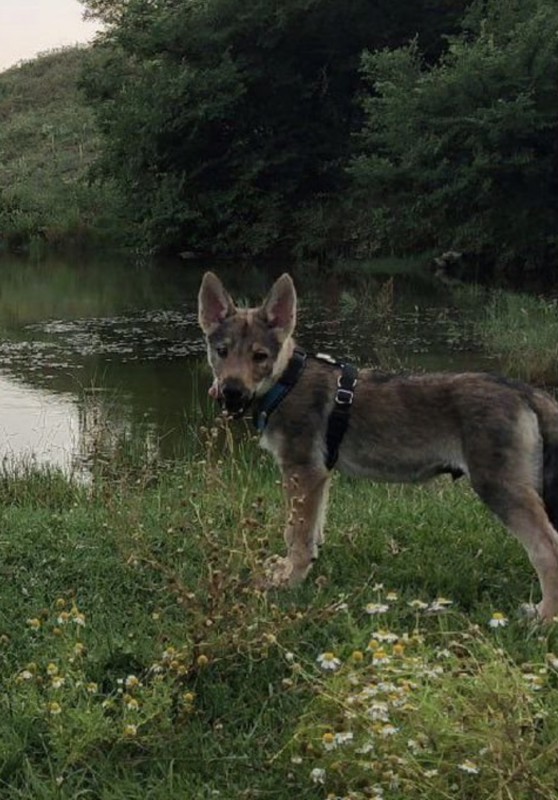 Dog Photo