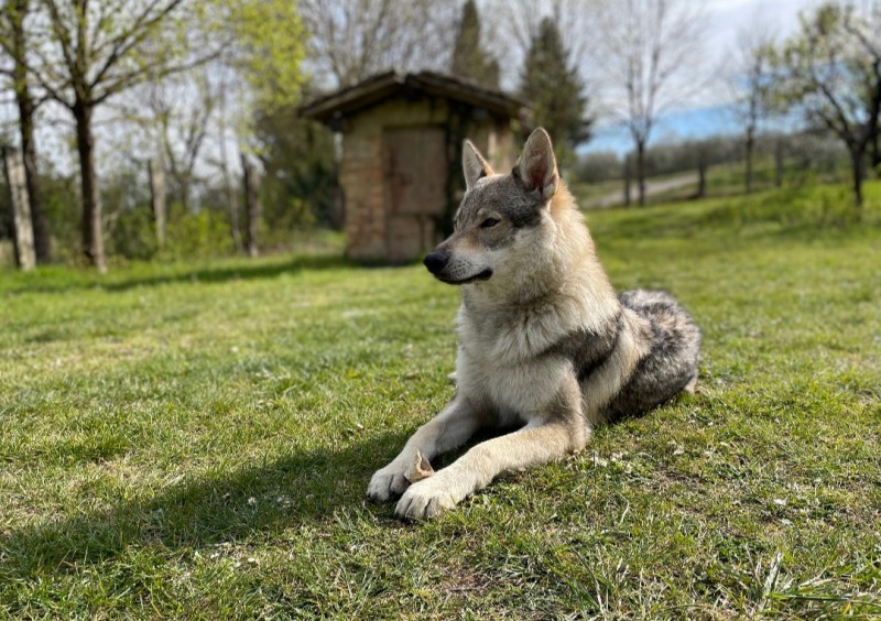 Dog Photo