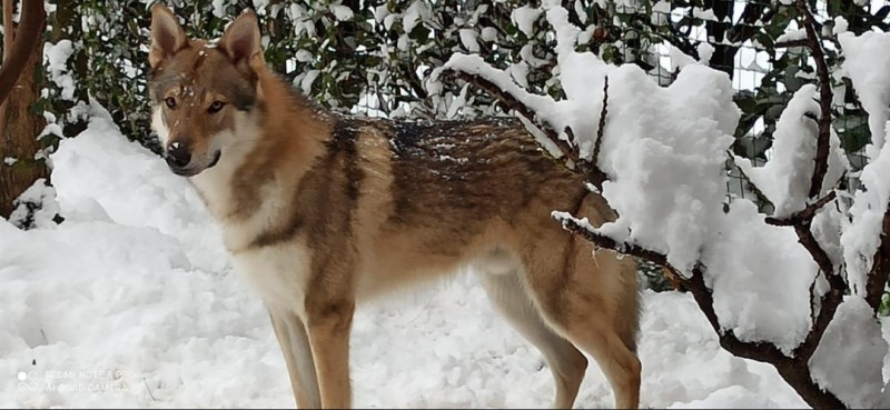 Dog Photo