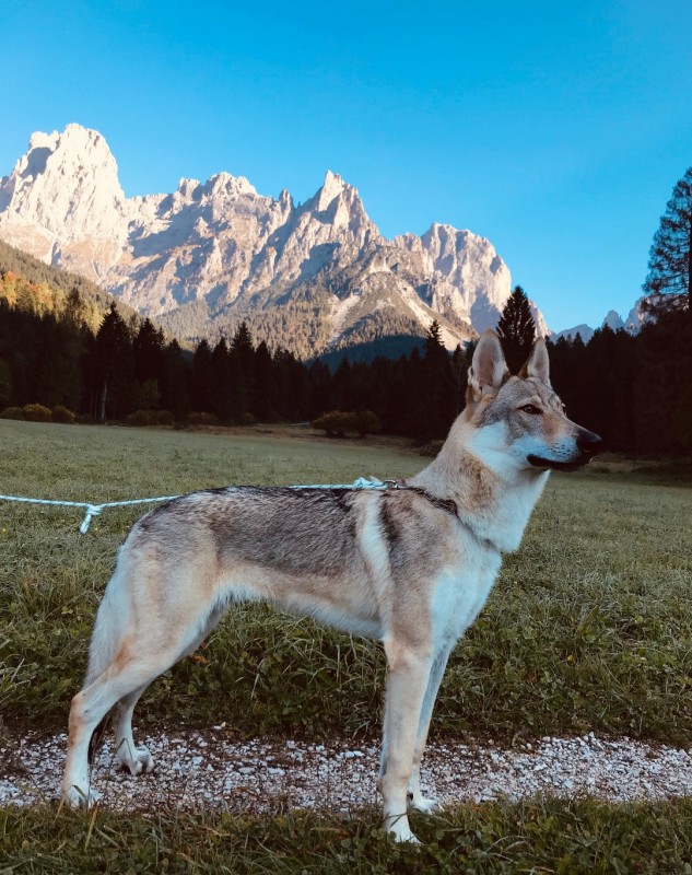 Dog Photo