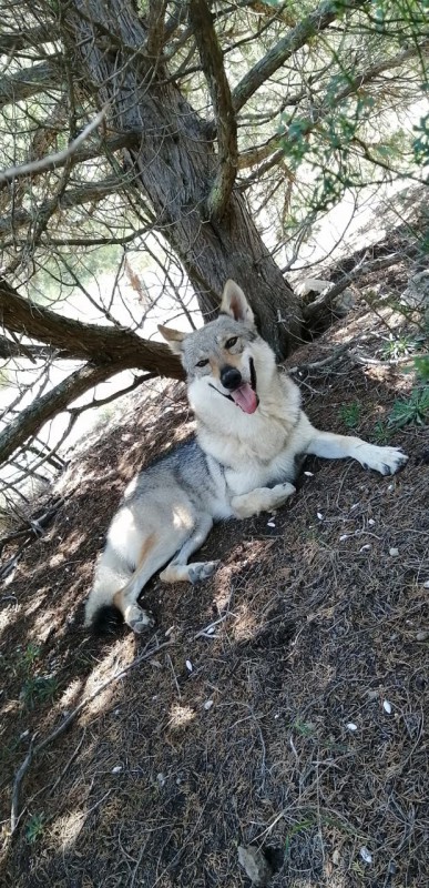 Dog Photo