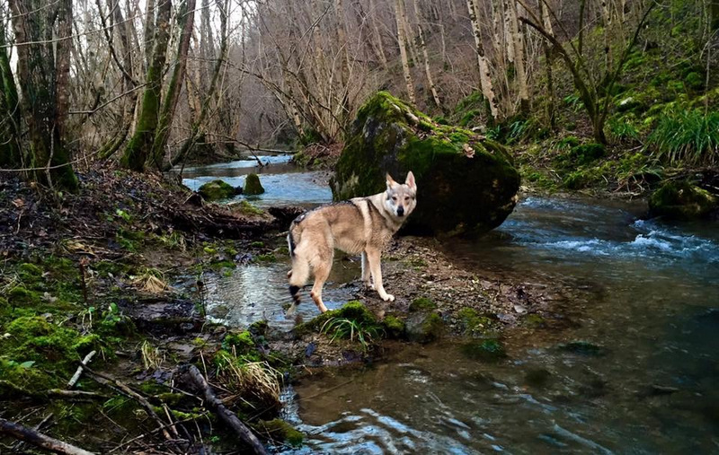 Dog Photo