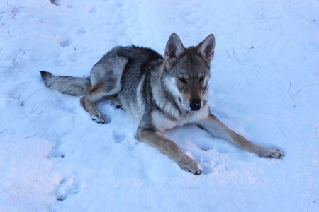 Dog Photo