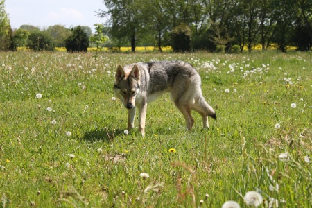 Dog Photo