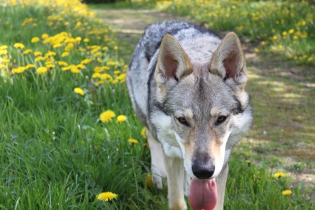 Dog Photo