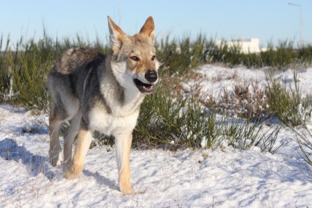 Dog Photo