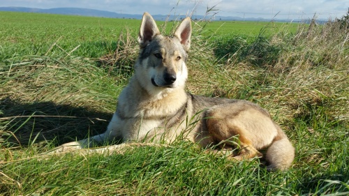 Dog Photo