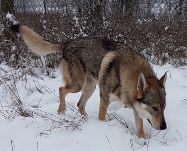 Dog Photo