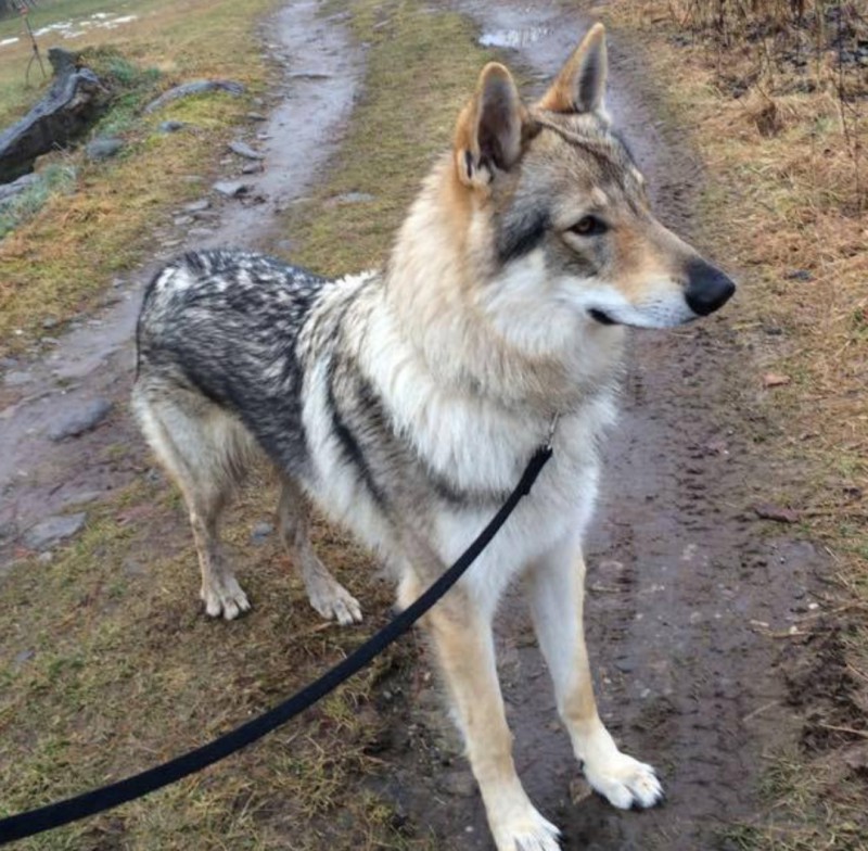Dog Photo