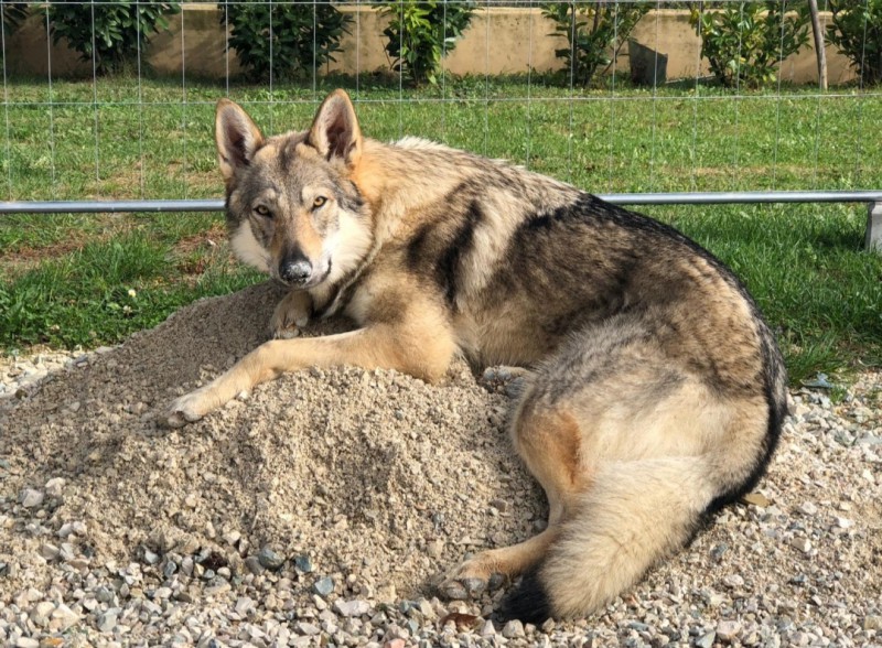 Dog Photo