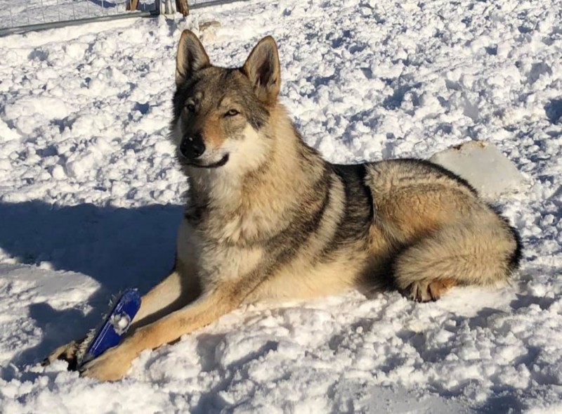 Dog Photo