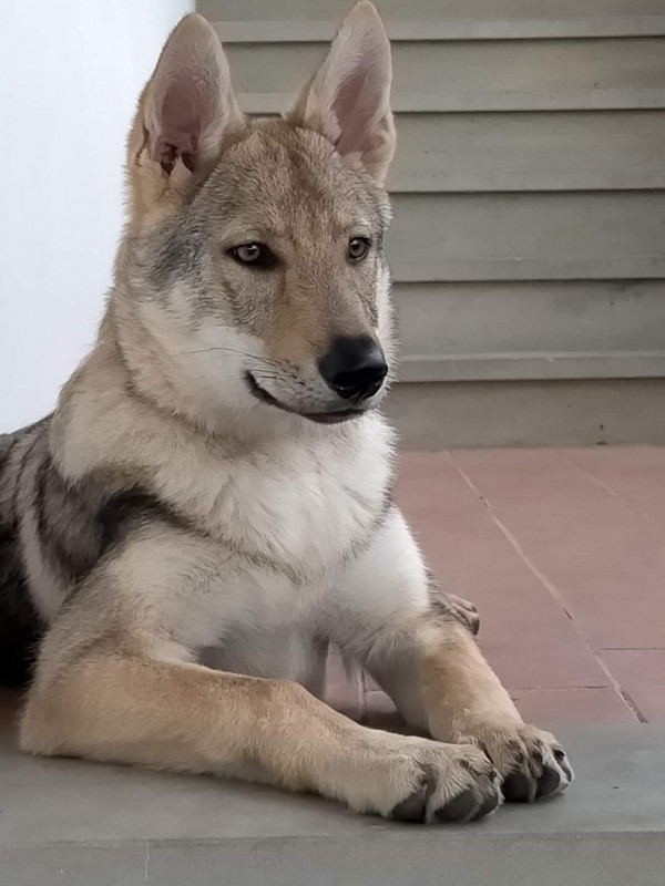 Dog Photo